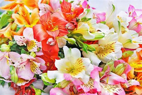 peruvian lily meaning
